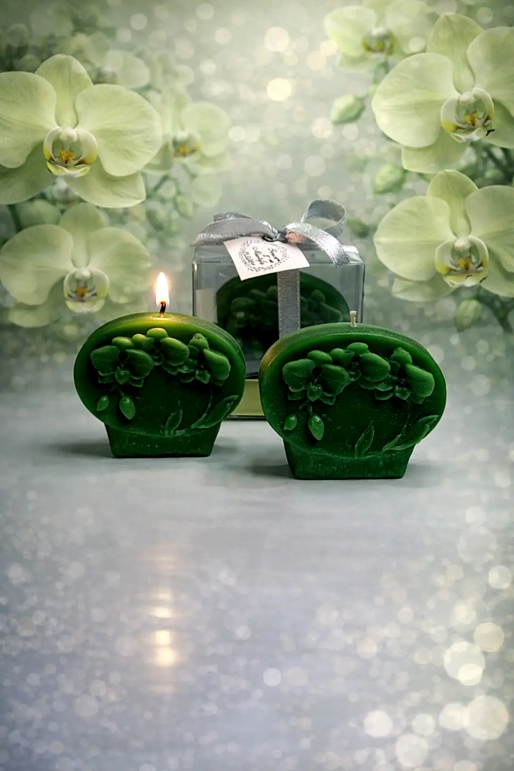 Orkide Mum Phalaenopsis