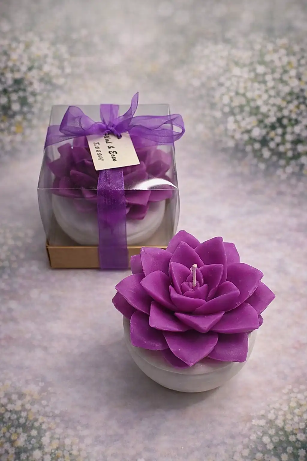 Büyük Boy Sukulent Mum Echeveria 