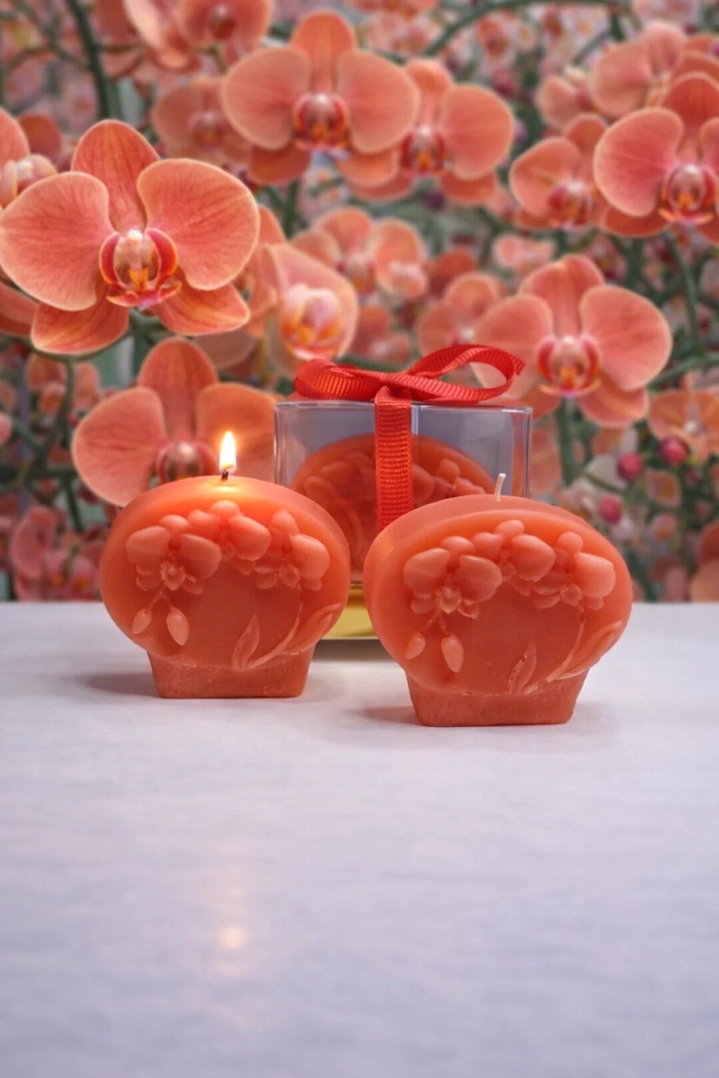 Orkide Mum Phalaenopsis