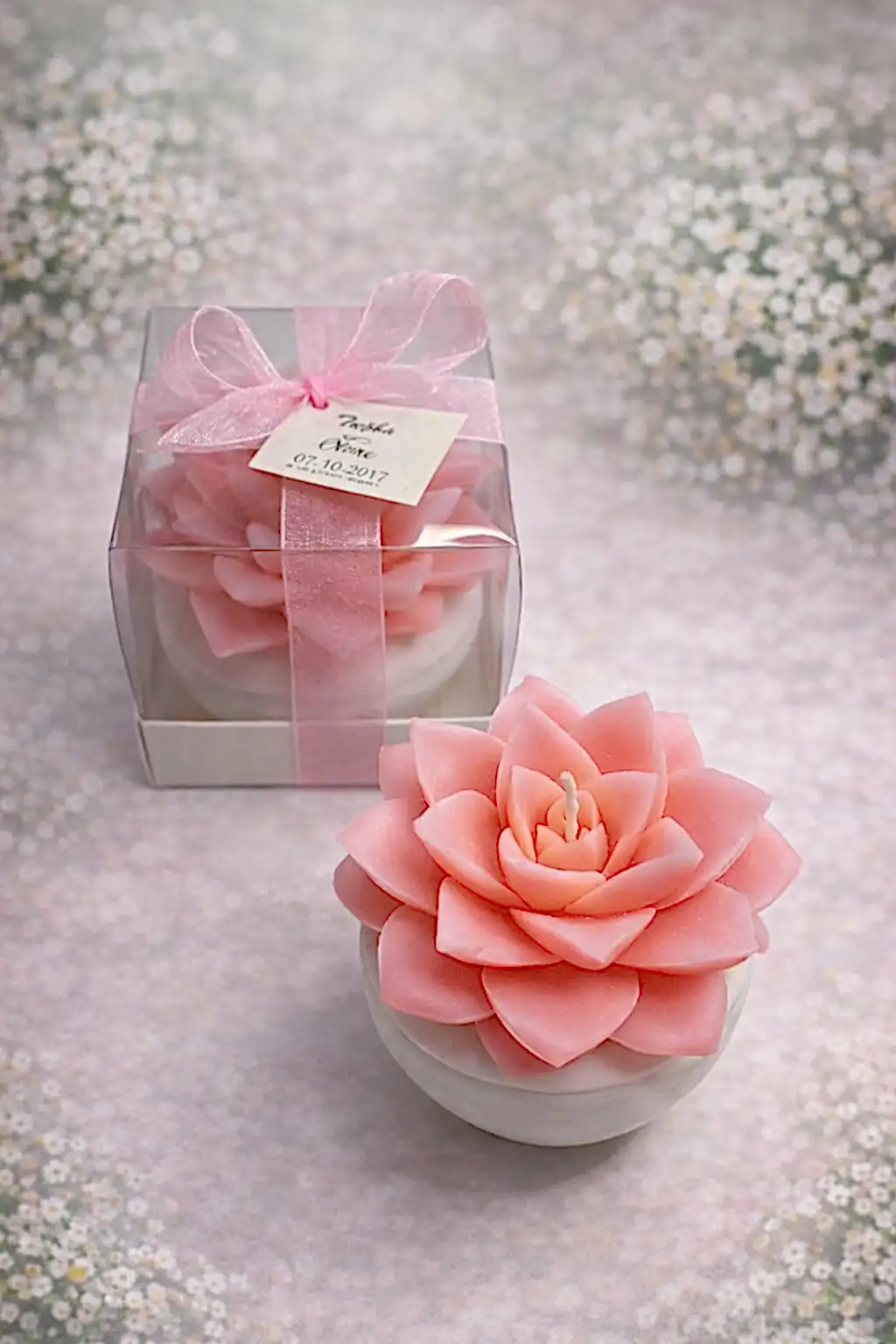 Büyük Boy Sukulent Mum Echeveria 