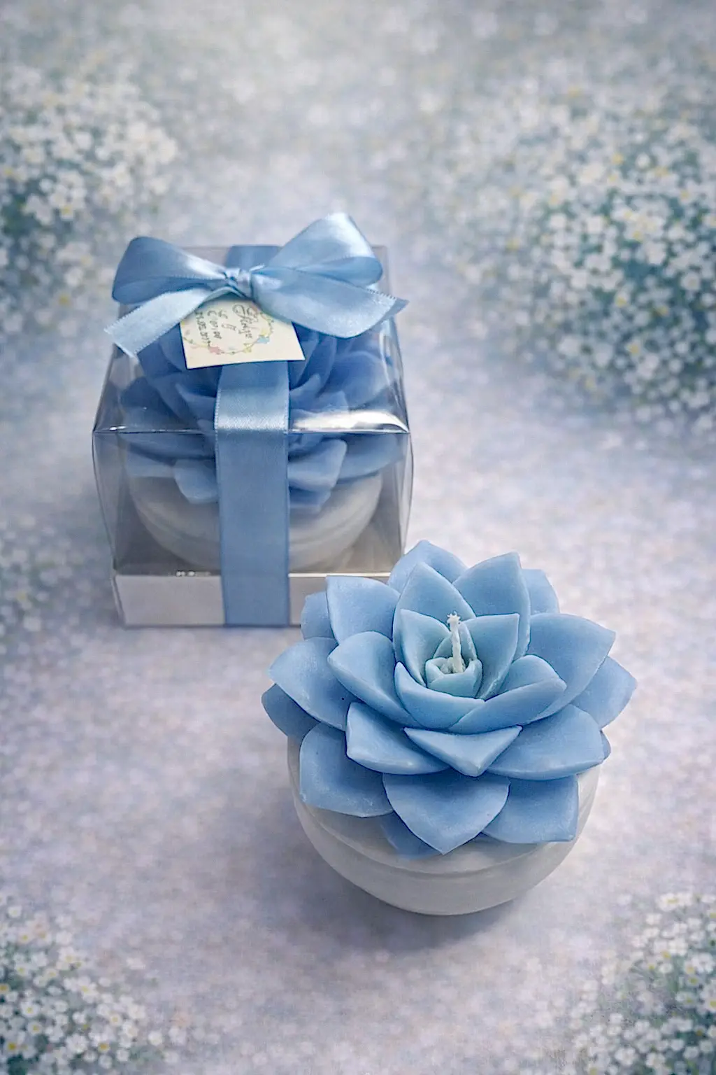 Büyük Boy Sukulent Mum Echeveria 