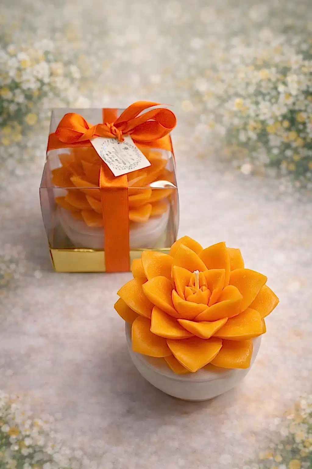 Büyük Boy Sukulent Mum Echeveria 