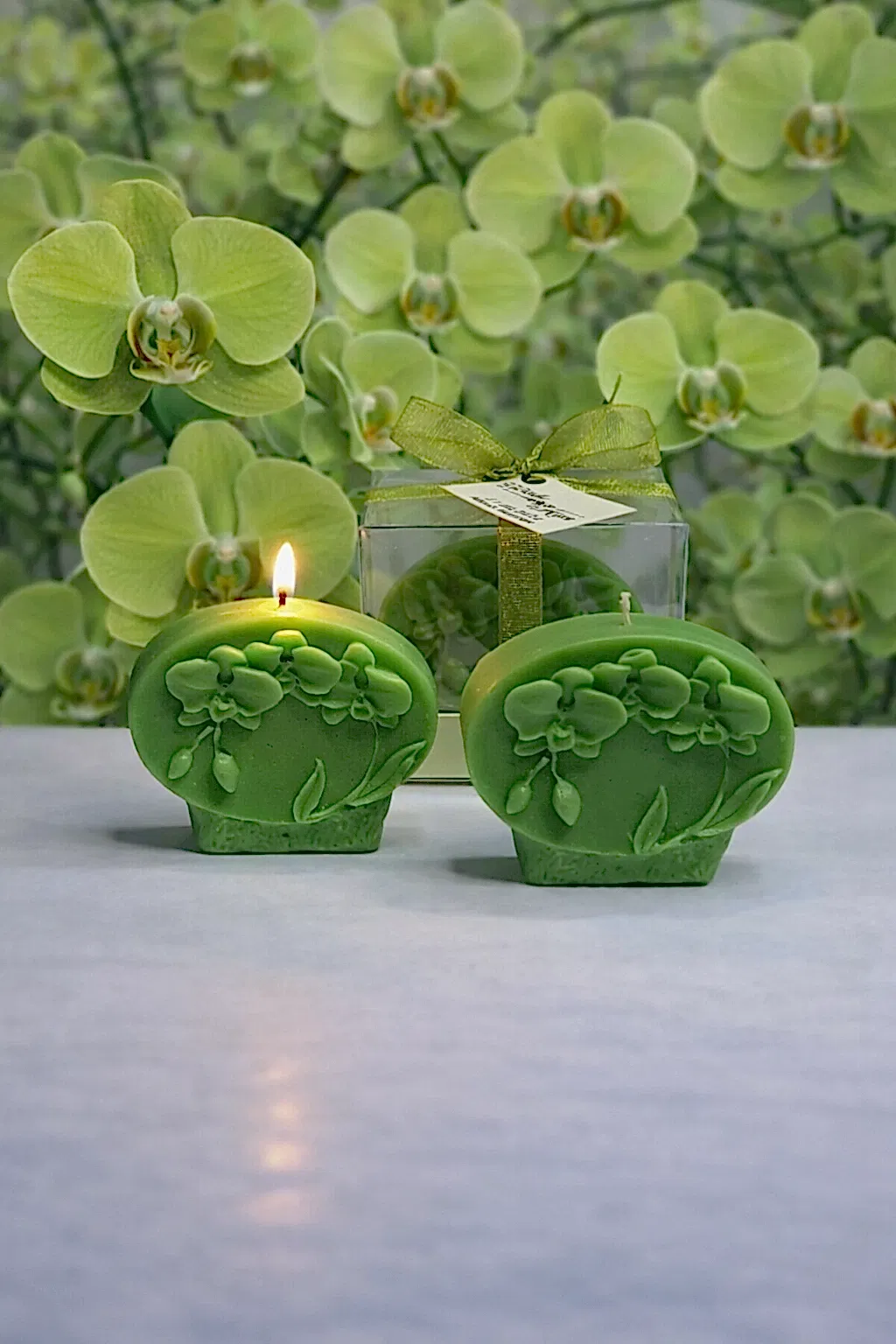 Orkide Mum Phalaenopsis