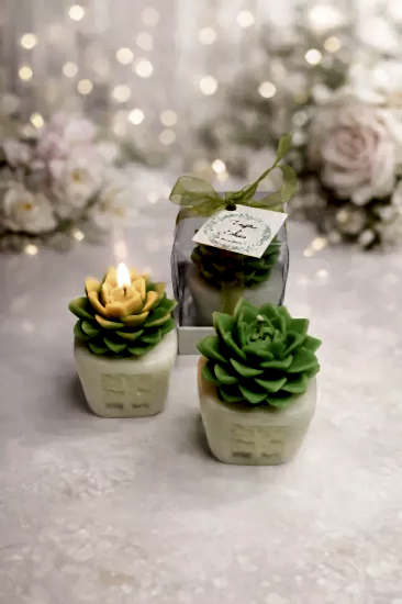 Sukulent Mum Model 4 |  Söz Nişan Düğün Hediyeliği