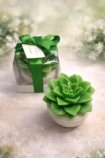 Büyük Boy Sukulent Mum Echeveria – Nikah Şekeri